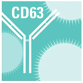 Anti-CD63 Antibody with Goat Anti-Rabbit HRP Secondary Antibody